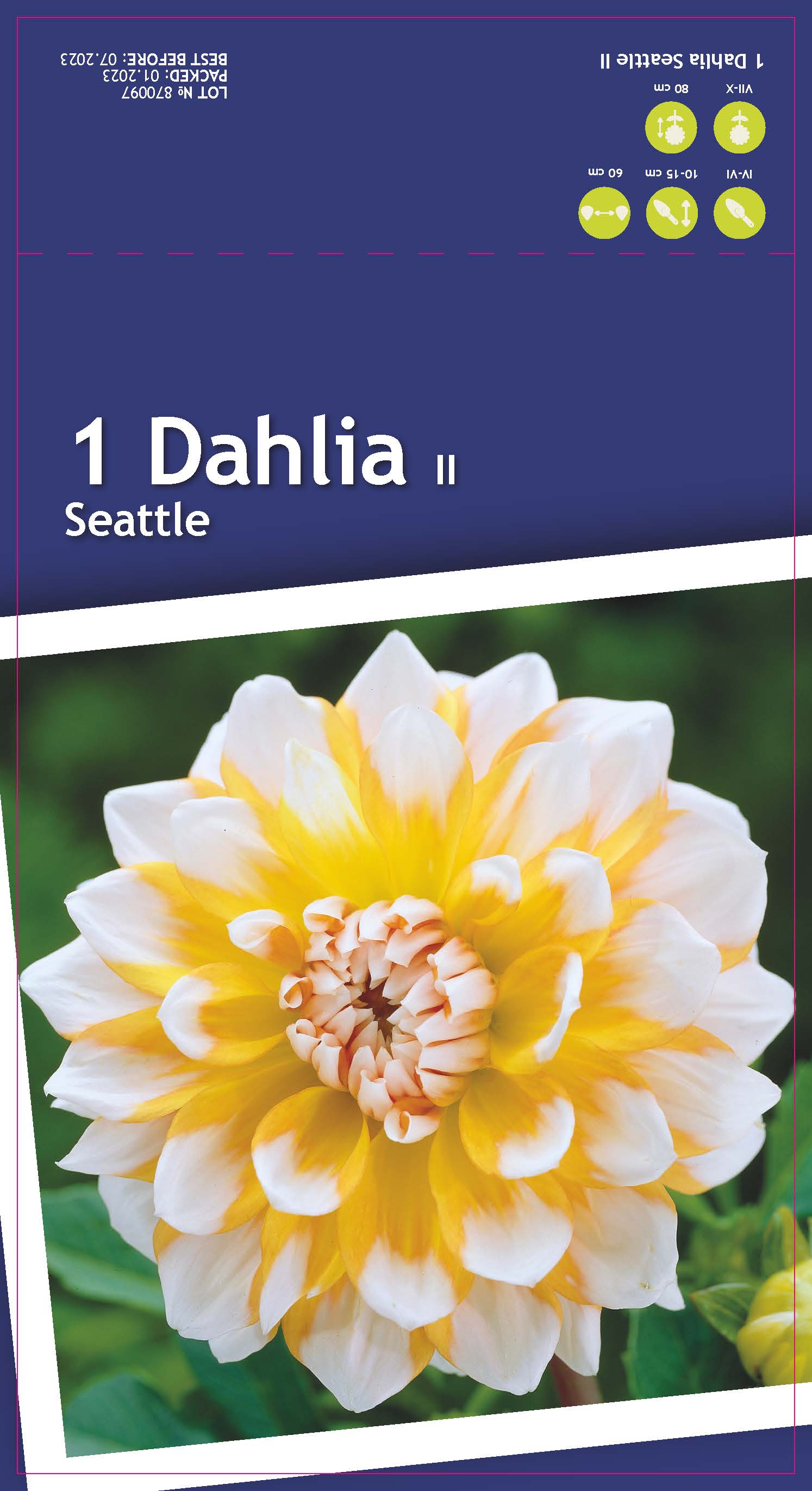 Георгина декоративная Сиэтл